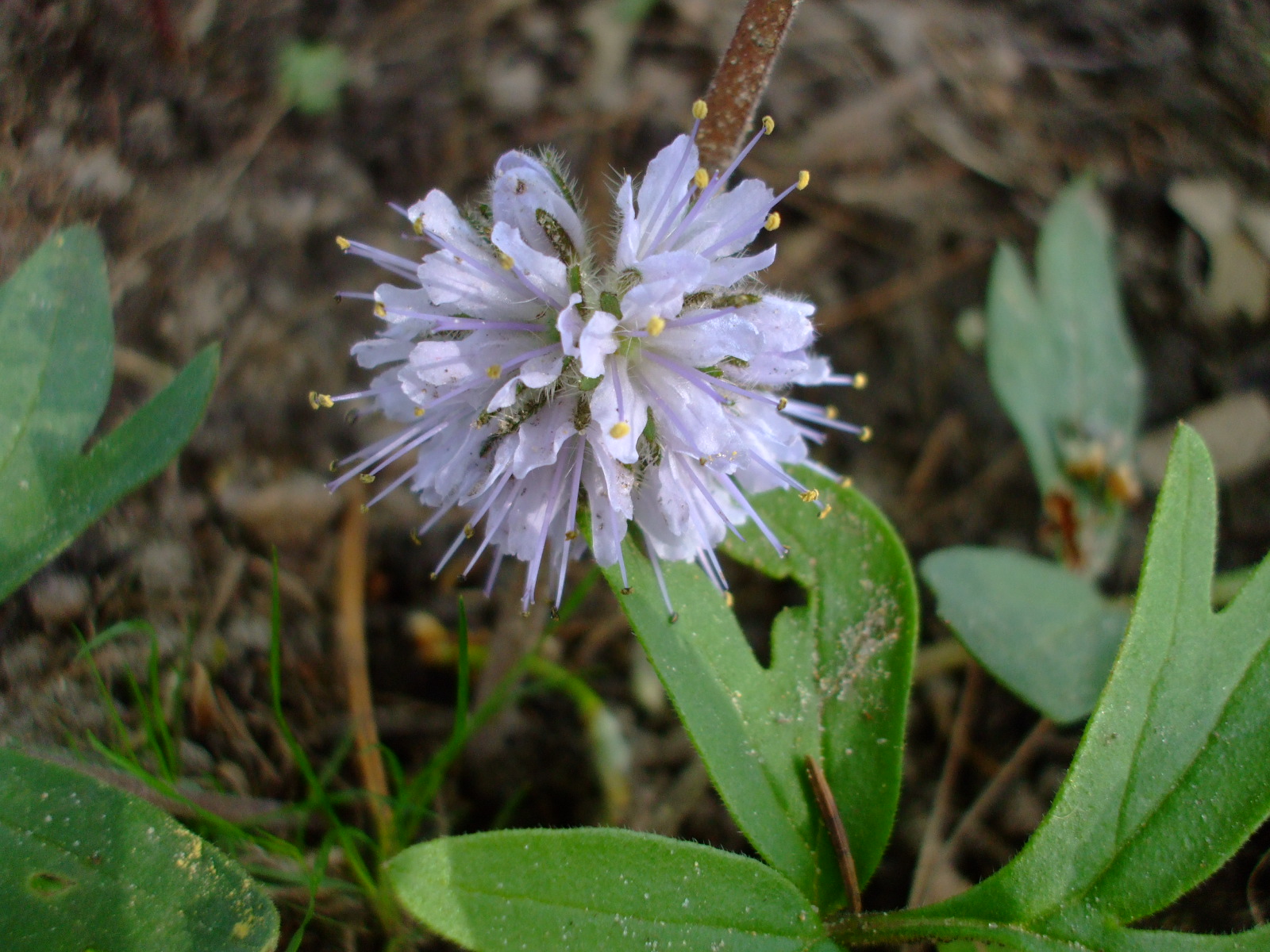 Hydrophyllum capitatum